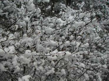 �Ȃ̉Ԃ̂悤�Ȑ�